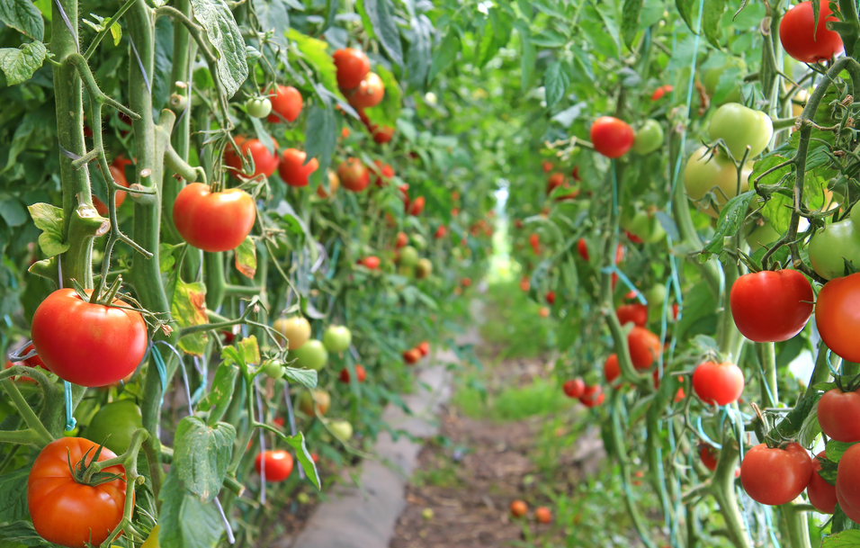 恒譜生：水果檢測，守護(hù)舌尖上的安全！