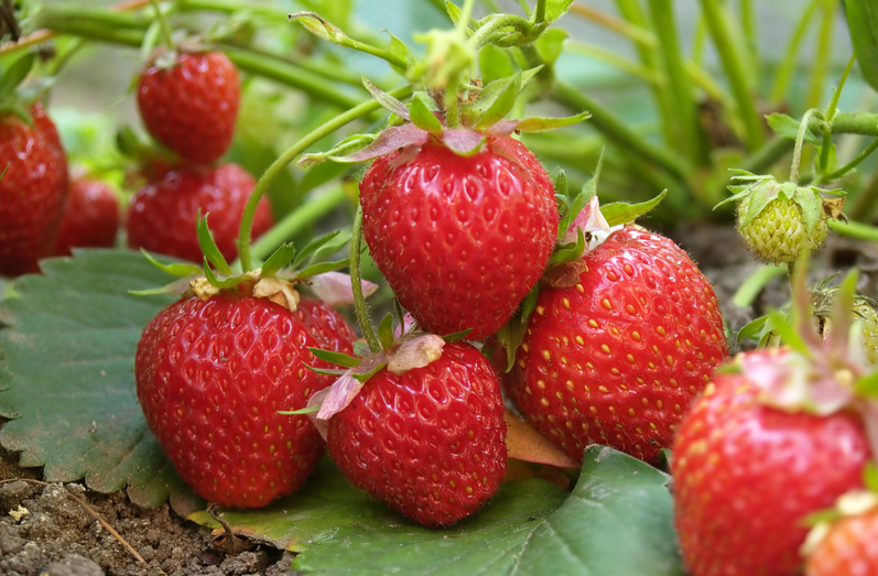 從源頭到餐桌：恒譜生專業(yè)農(nóng)藥殘留檢測，筑牢食品安全防線！