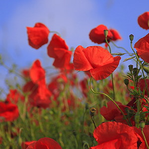 警惕食品安全！液相色譜法助力“罌粟添加劑”檢測